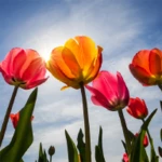 tulips wallpapers android application logo